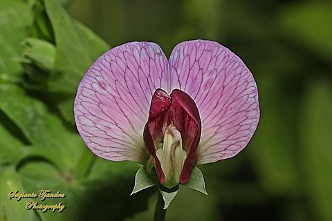 Common Pea flower, Pisum sativum, family Fabaceae  Australia,Fall,Geotagged,Pea,Pisum sativum