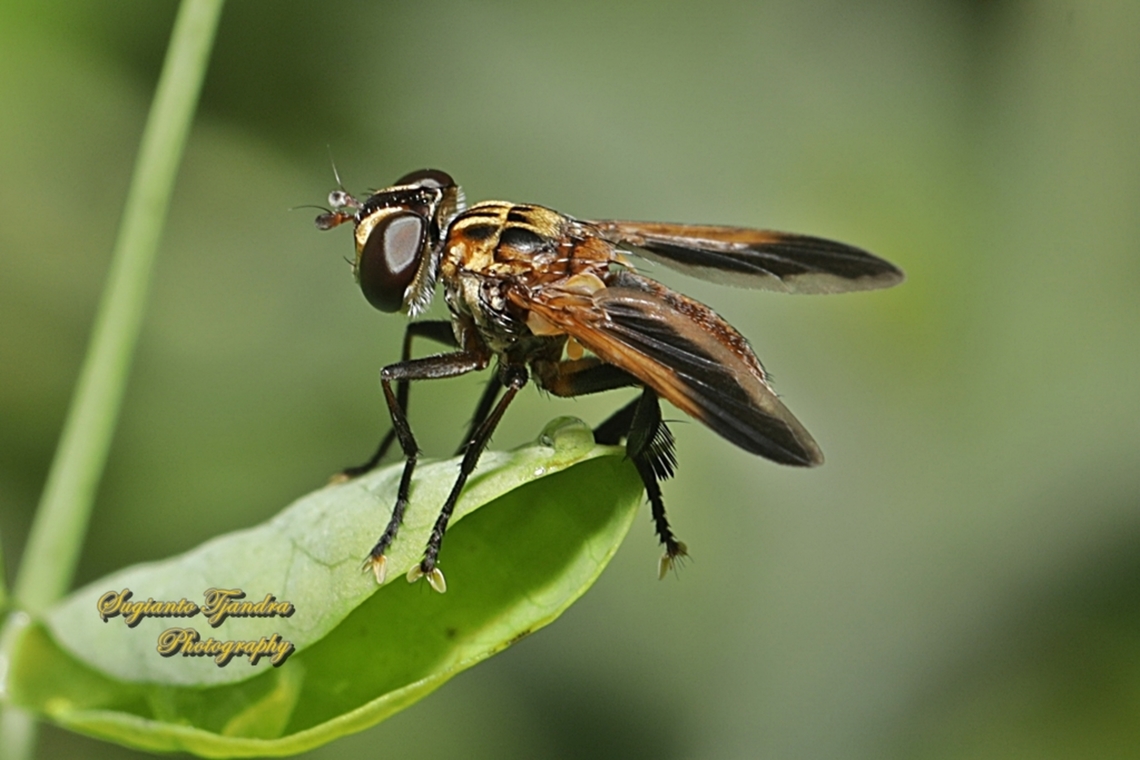 Swift Feather-legged Fly, Trichopoda pictipennis, family Tachinidae  Australia,Fall,Geotagged,Trichopoda pictipennis
