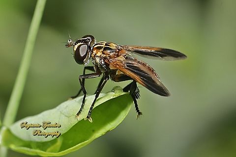 Swift Feather-legged Fly, Trichopoda pictipennis, family Tachinidae  Australia,Fall,Geotagged,Trichopoda pictipennis