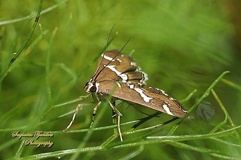 Beet Webworm Moth, Spoladea recurvalis, family Crambidae  Australia,Fall,Geotagged,Hawaiian Beet Webworm,Spoladea recurvalis