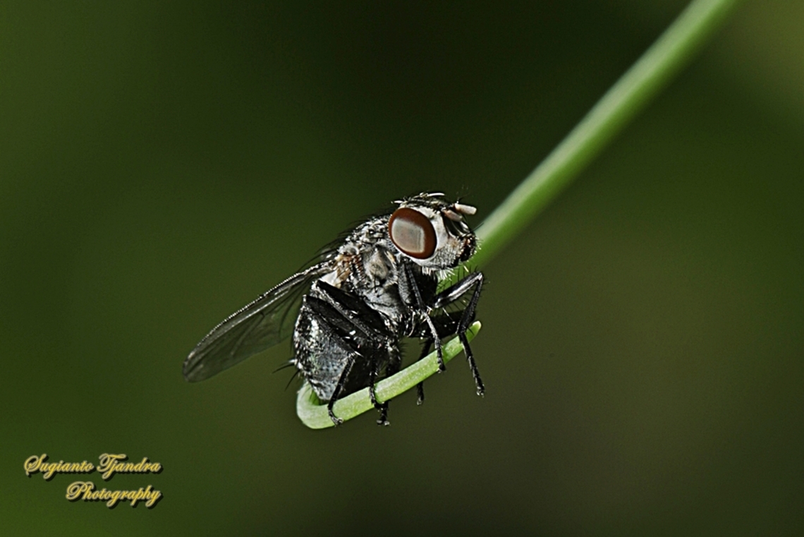 Bluebottle Fly, Calliphora Sp., family Calliphoridae  Australia,Fall,Geotagged
