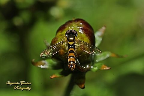 Sphaerophoria macrogaster, family Syrphidae  Australia,Fall,Geotagged,Sphaerophoria macrogaster