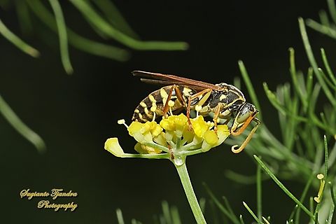 Asian Paper Wasp, Polistes chinensis ssp antennalis, family Vespidae  Asian Paper Wasp,Australia,Fall,Geotagged,Polistes chinensis,Spring