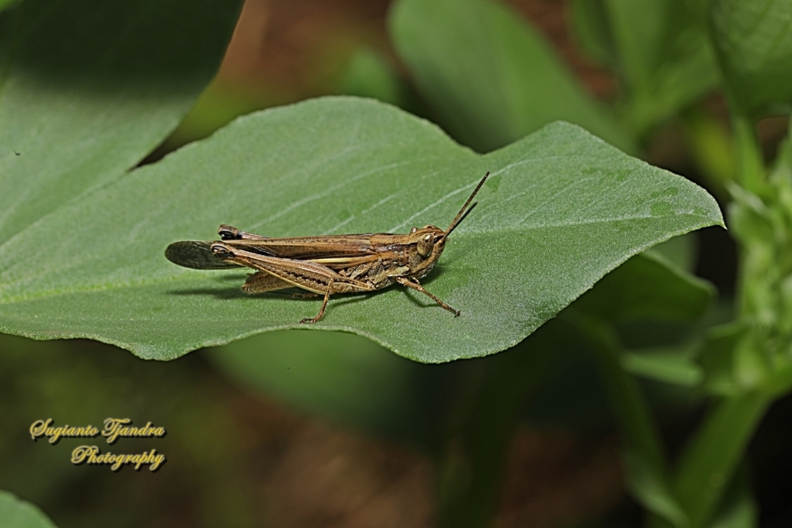 Australian Aiolopus, Aiolopus thalassinus ssp. dubius, family Acrididae  Aiolopus thalassinus,Australia,Fall,Geotagged