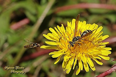 Hover Fly & Asian Paper Wasp, Polistes chinensis ssp antennalis, family Vespidae  Asian Paper Wasp,Australia,Fall,Geotagged,Polistes chinensis