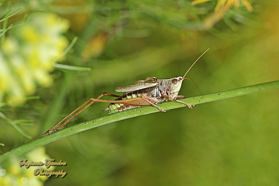 Whitish Meadow Katydid, Conocephalus albescens, family Tettigoniidae  Australia,Conocephalus albescens,Fall,Geotagged,Whitish Meadow Katydid