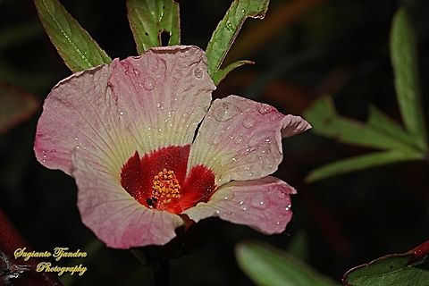 Bunga Rosela (Roselle), Hibiscus sabdariffa, family Malvaceae  Australia,Fall,Geotagged,Hibiscus sabdariffa,Roselle