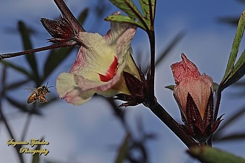 Honey Bee, Apis mellifera, family Apidae "looking for nectar" on the Roselle flowers  Australia,Fall,Geotagged,Hibiscus sabdariffa,Roselle