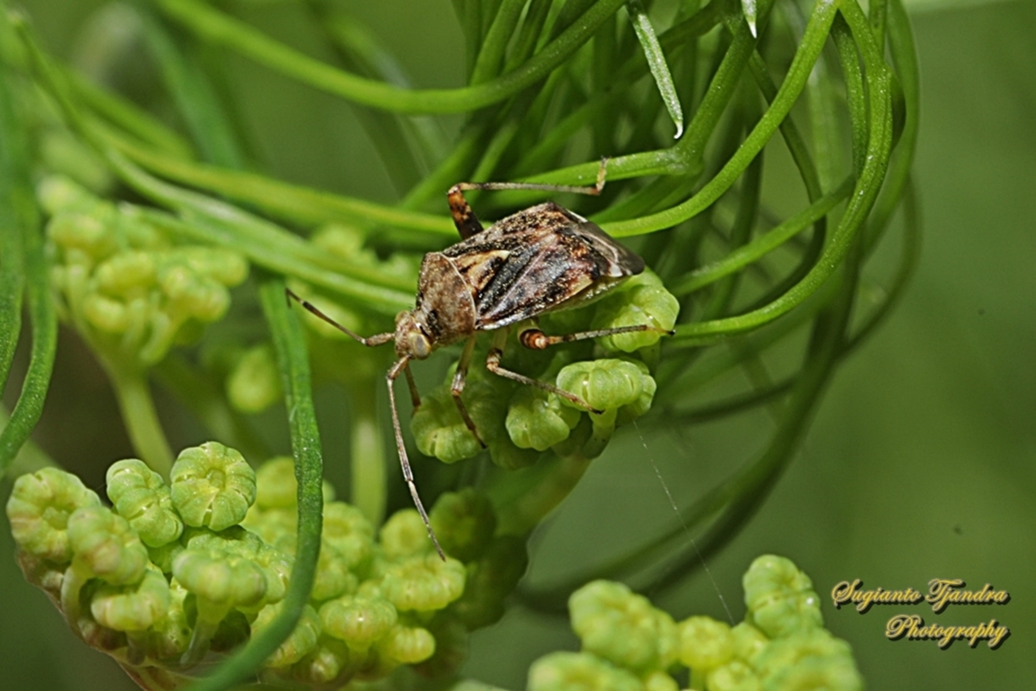 Australian Crop Mirid, Sidnia kinbergi, family Miridae  Australia,Australina crop mirid,Fall,Geotagged,Sidnia kinbergi