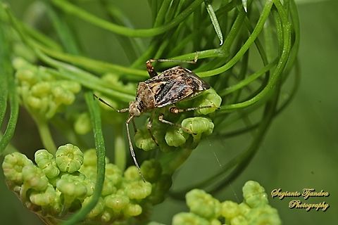 Australian Crop Mirid, Sidnia kinbergi, family Miridae  Australia,Australina crop mirid,Fall,Geotagged,Sidnia kinbergi