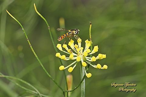Hoverfly, Sphaerophoria macrogaster, family Syrphidae  Australia,Fall,Geotagged,Sphaerophoria macrogaster