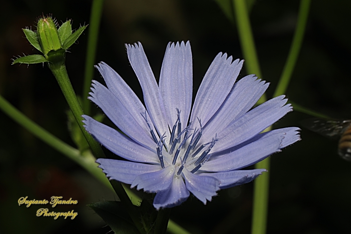 Common Chicory Flower, Cichorium intybus, family Asteraceae  Australia,Cichorium intybus,Common Chicory,Fall,Geotagged