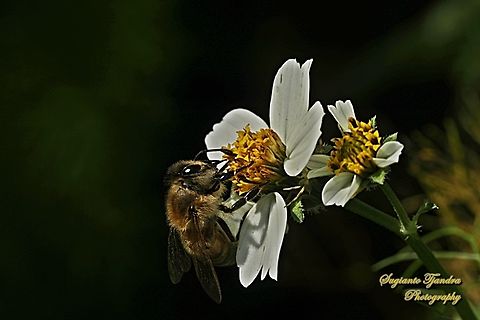 Honey Bee, Apis mellifera, family Apidae  Apis mellifera,Australia,Fall,Geotagged,Western honey bee