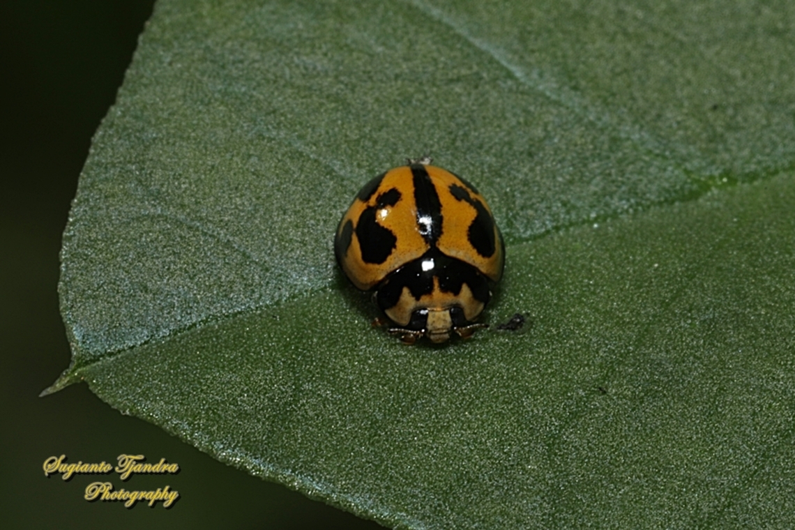 Variable Ladybird Beetle, Coelophora inaequalis, family Coccinellidae  Australia,Coelophora inaequalis,Fall,Geotagged,Variable Ladybird