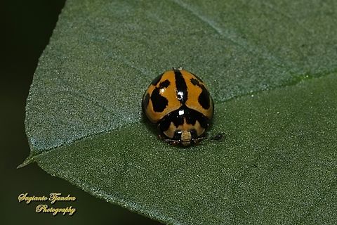 Variable Ladybird Beetle, Coelophora inaequalis, family Coccinellidae  Australia,Coelophora inaequalis,Fall,Geotagged,Variable Ladybird