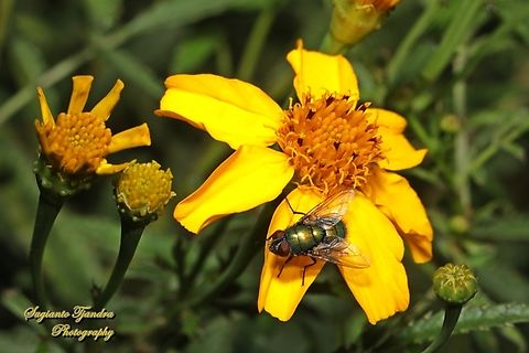 Australian Sheep Blow Fly, Lucilia cuprina, family Calliphoridae  Australia,Australian Sheep Blow Fly,Fall,Geotagged,Lucilia cuprina