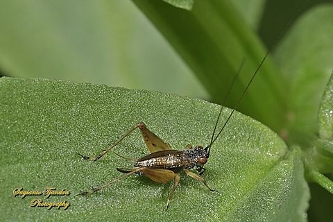 Common Trig, Tigonidium cicondeloides  Australia,Common Trig,Fall,Geotagged,Trigonidium cicindeloides