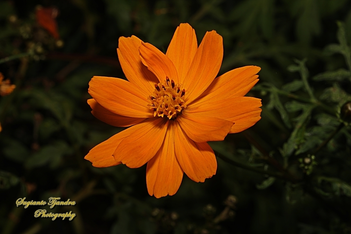 Orange Cosmos flower, Cosmos sulphureus  Australia,Cosmos sulphureus,Fall,Geotagged,Sulfur Cosmos