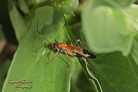 Black-tipped Orange Ichneumon Wasp, Ctenochares bicolorus, family Ichneumonidae  Australia,Ctenochares bicolorus,Fall,Geotagged