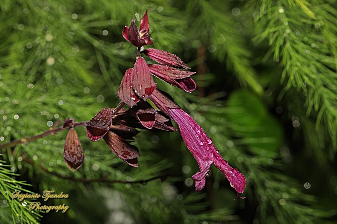 Roseleaf Sage flower, Salvia involucrata  Australia,Fall,Geotagged,Salvia involucrata
