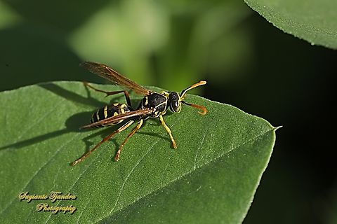Asian Paper Wasp, Polistes chinensis ssp antennalis, family Vespidae  Asian Paper Wasp,Australia,Fall,Geotagged,Polistes chinensis