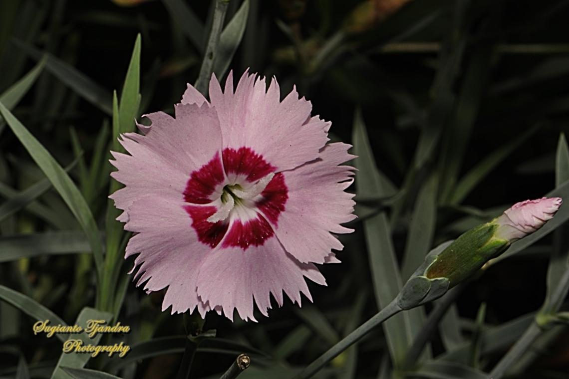 The Alpine Pink flower, Dianthus alpinus, family Caryophyllaceae  Alpine pink,Australia,Dianthus alpinus,Fall,Geotagged