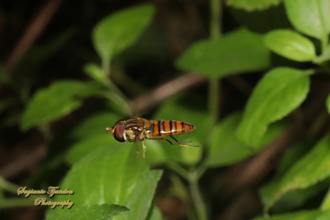 Black-banded Hoverfly, Episyrphus viridaureus, family Syrphidae  Australia,Episyrphus viridaureus,Fall,Geotagged
