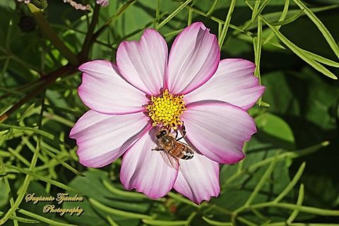 Honey Bee, Apis mellifera, family Apidae "sucking nectar" on the Garden Cosmos flower, Cosmos bipinnatus  Apis mellifera,Australia,Fall,Geotagged,Western honey bee