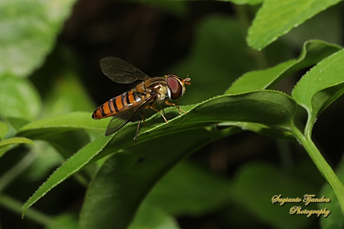 Black-banded Hoverfly, Episyrphus viridaureus, family Syrphidae  Australia,Black-banded Hoverfly,Episyrphus viridaureus,Fall,Geotagged