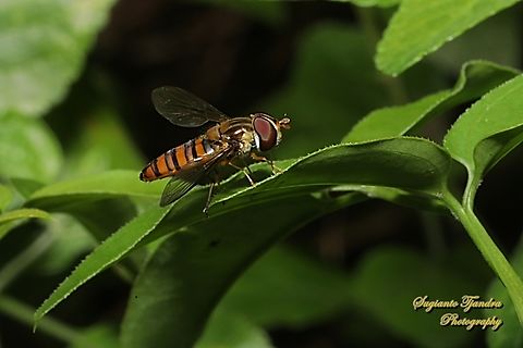 Black-banded Hoverfly, Episyrphus viridaureus, family Syrphidae  Australia,Black-banded Hoverfly,Episyrphus viridaureus,Fall,Geotagged