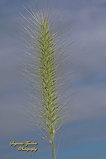 Foxtail fountain grass, Pennisetum alopecuroides  Australia,Chinese pennisetum,Fall,Geotagged,Pennisetum alopecuroides