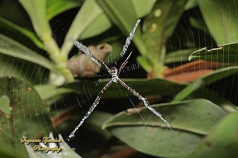 Orb-weaving Spider, Saint Andrew's Cross Spider, Argiope keyserlingi  Argiope keyserlingi,Australia,Fall,Geotagged,St Andrews Cross Spider