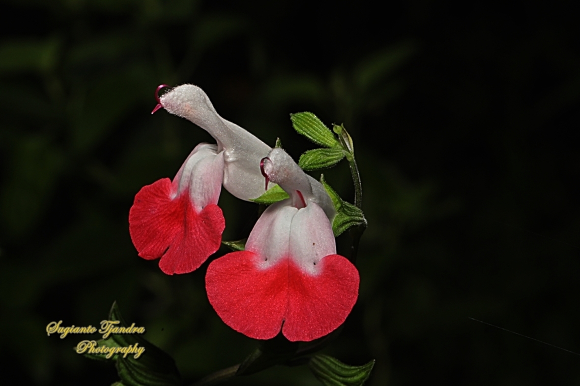 Baby Sage, Salvia microphylla  Australia,Baby sage,Fall,Geotagged,Salvia microphylla