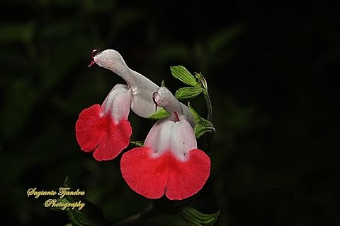 Baby Sage, Salvia microphylla  Australia,Baby sage,Fall,Geotagged,Salvia microphylla