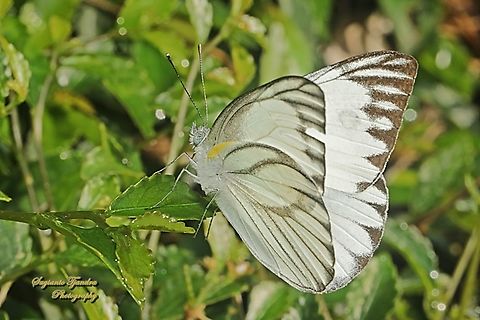 Striped Albatross Butterfly, Appias olferna ssp olferna - male  Appias olferna,Eastern striped albatross,Fall,Geotagged,Indonesia
