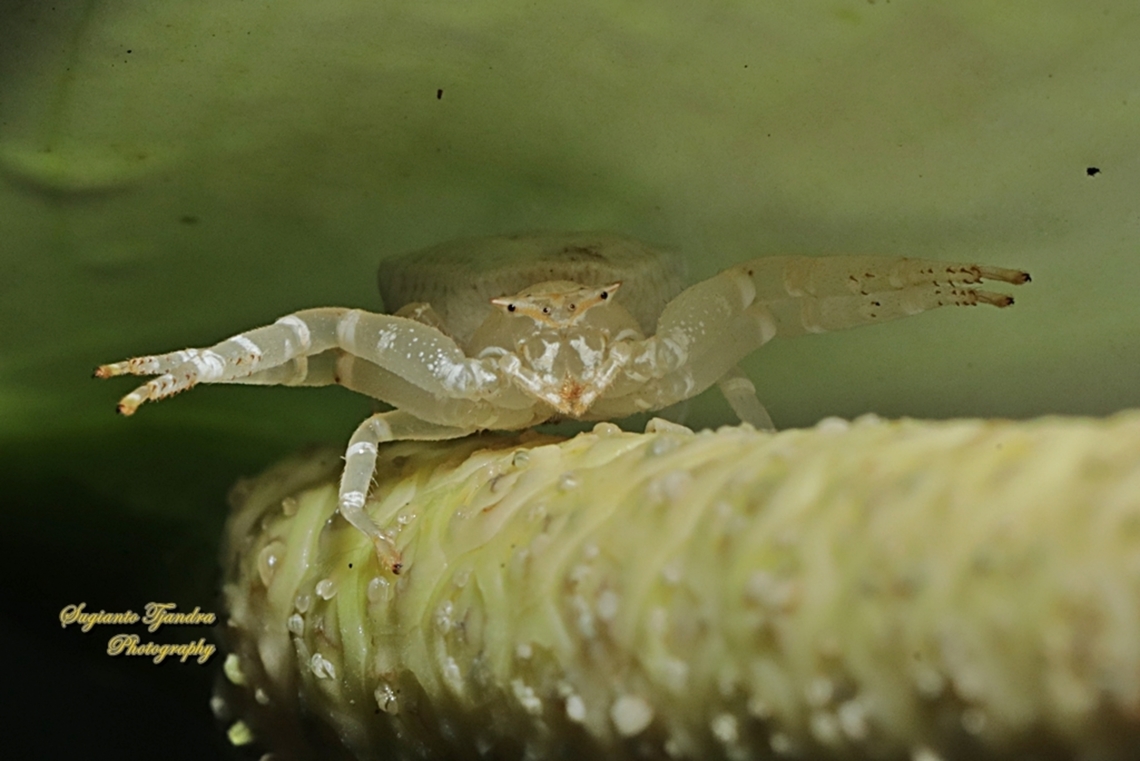 White Flower Crab Spider, Thomisius Sp., family Thomisidae  Fall,Geotagged,Indonesia