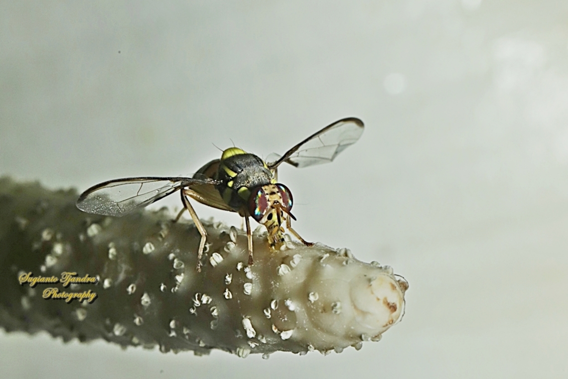 Oriental fruit fly, Bactrocera dorsalis  Bactrocera dorsalis,Fall,Geotagged,Indonesia,Oriental Fruit Fly