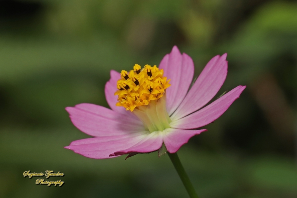 Bunga Kenikir, Cosmos caudatus  Cosmos caudatus,Fall,Geotagged,Indonesia,Kenikir