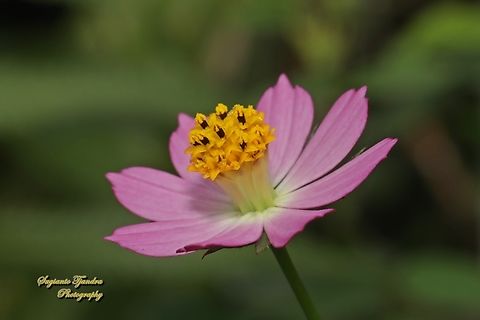 Bunga Kenikir, Cosmos caudatus  Cosmos caudatus,Fall,Geotagged,Indonesia,Kenikir