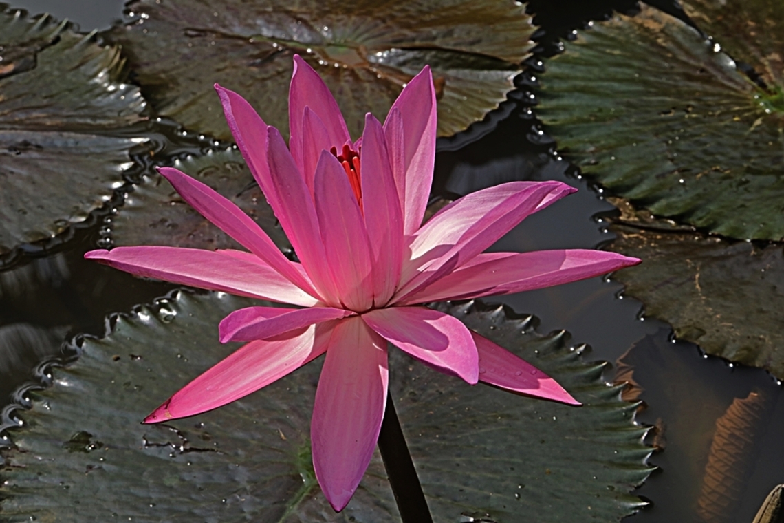Red Water Lily, Nymphaea rubra, family Nymphaeaceae  Fall,Geotagged,Indonesia,Nymphaea rubra,Red Water Lily