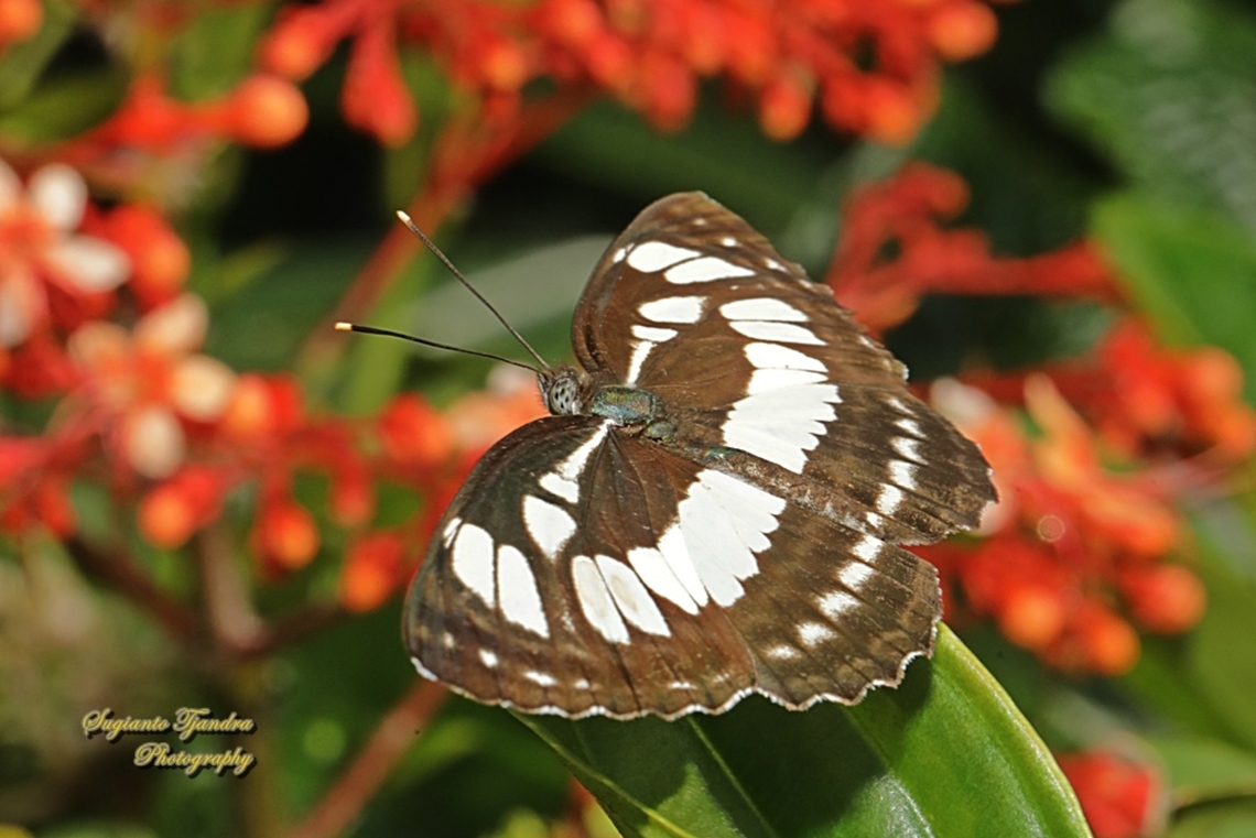 Common Sailor Butterfly, Neptis hylas matuta  Common sailor,Fall,Geotagged,Indonesia,Neptis hylas