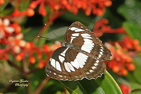 Common Sailor Butterfly, Neptis hylas matuta  Common sailor,Fall,Geotagged,Indonesia,Neptis hylas