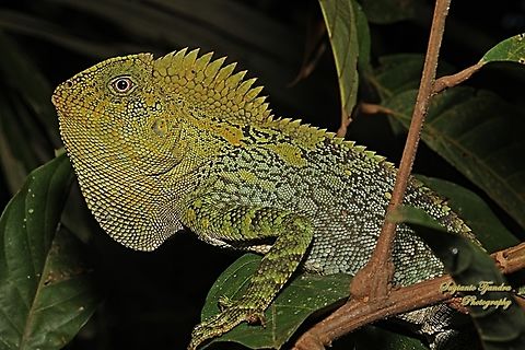 Chameleon Forest Dragon, Gonocephalus chamaeleontinus, family Agamidae  Fall,Geotagged,Gonocephalus chamaeleontinus,Indonesia,Javan Humphead Lizard