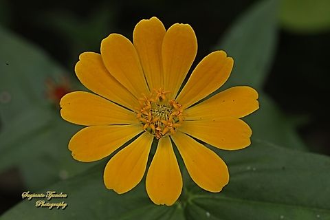 Zinnia flower, Zinnia elegans  Elegant Zinnia,Fall,Geotagged,Indonesia,Zinnia elegans