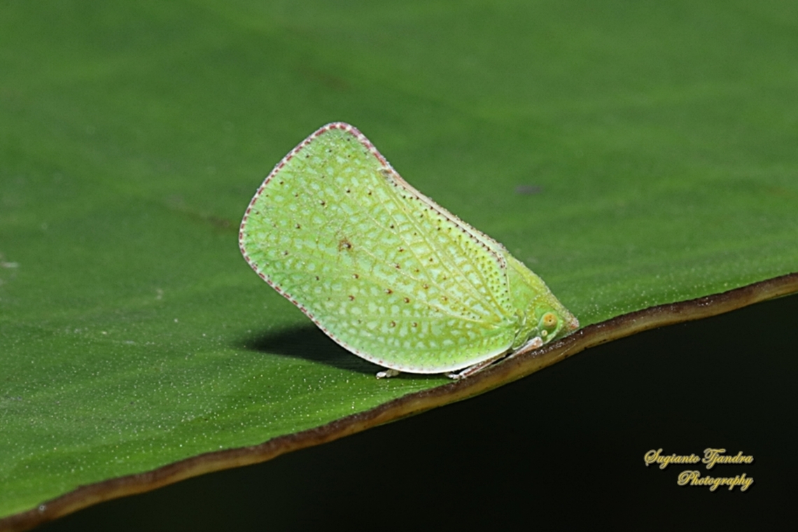 Green Planthopper, Siphanta patruelis, family Flatidae  Fall,Geotagged,Indonesia,Siphanta patruelis