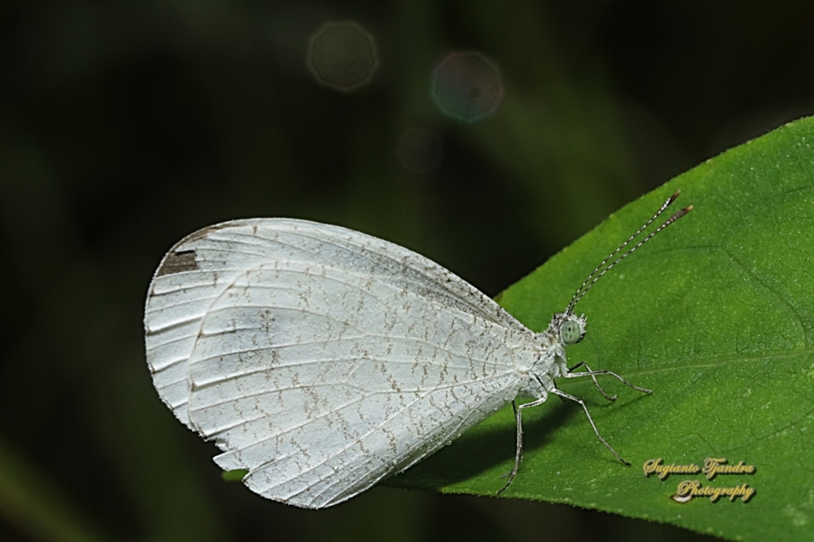 The Psyche butterfly, Leptosia nina chlorographa, family Pieridae  Fall,Geotagged,Indonesia,Leptosia nina,Psyche