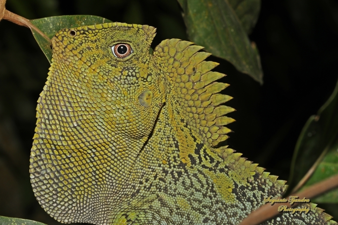 Chameleon Forest Dragon, Gonocephalus chamaeleontinus, family Agamidae  Fall,Geotagged,Gonocephalus chamaeleontinus,Indonesia,Javan Humphead Lizard