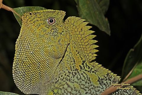 Chameleon Forest Dragon, Gonocephalus chamaeleontinus, family Agamidae  Fall,Geotagged,Gonocephalus chamaeleontinus,Indonesia,Javan Humphead Lizard