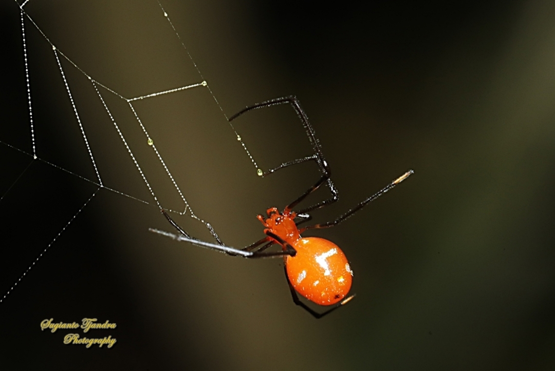 The red and silver dewdrop spider, Argyrodes flavescens  Argyrodes flavescens,Fall,Geotagged,Indonesia,Red and Silver Dewdrop Spider