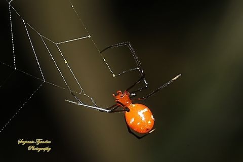 The red and silver dewdrop spider, Argyrodes flavescens  Argyrodes flavescens,Fall,Geotagged,Indonesia,Red and Silver Dewdrop Spider